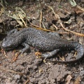 Great Crested Newt (Molge cristata) Alan Prowse